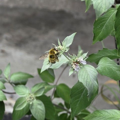 Perplexing Bumble Bee (<em>Bombus perplexus</em>) on Clustered Mountain Mint (<em>Pycnanthemum muticum</em>). Credit: Melissa Reckner A Bumble Bee getting pollen from a small white flower