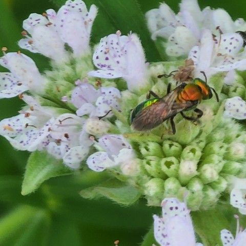 Pure Green Sweat Bee (<em>Augochlora pura</em>) on Mountain Mint (<em>Pycnanthemum</em> spp.) Credit: Melissa Reckner Pure Green Sweat Bee on a white flower getting pollen