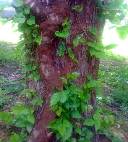 Poison Ivy Look Alikes