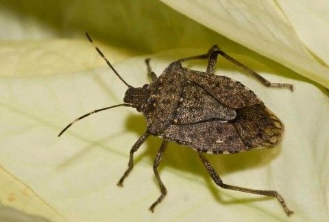 Brown marmorated stink bug. Photo: Susan Ellis, Bugwood.org