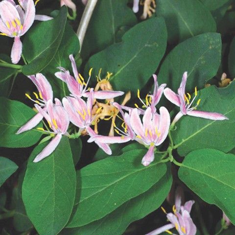 Bush Honeysuckle Invasive Plant