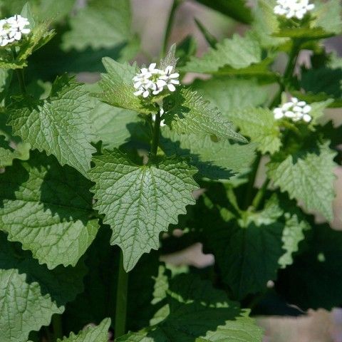 Garlic Mustard Invasive Plant