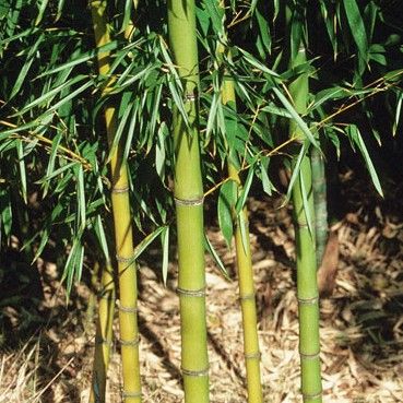 Golden Bamboo