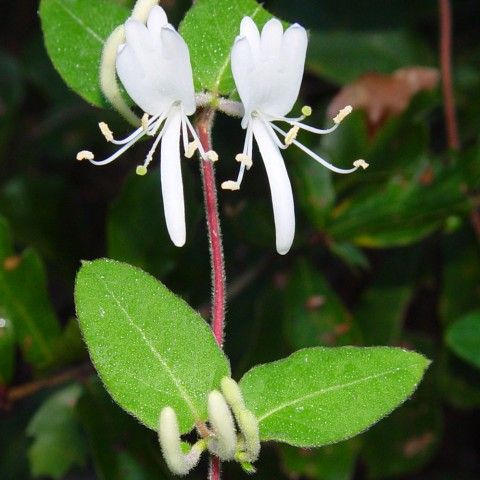 Japanese Honeysuckle Invasive Plant