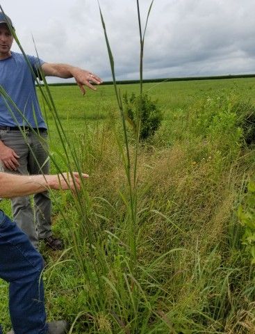 Big bluestem