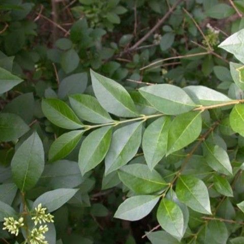 Privet Invasive Plant