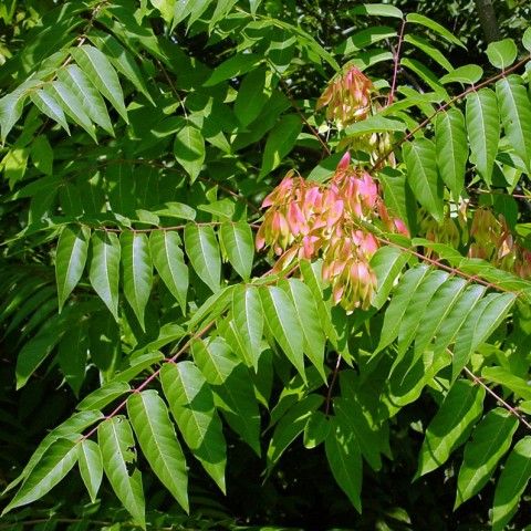 Tree of Heaven Invasive Plant