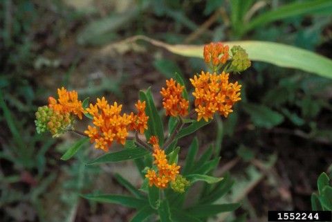 Butterflyweed