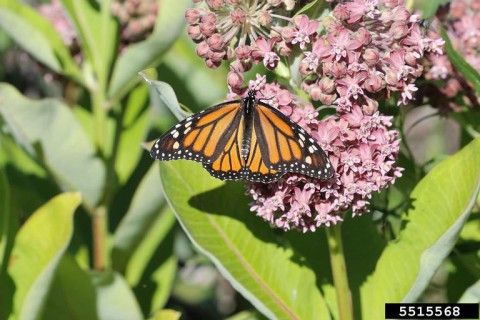 Common Milkweed