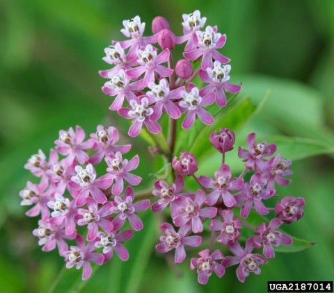 swamp milkweed