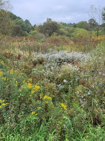 meadow