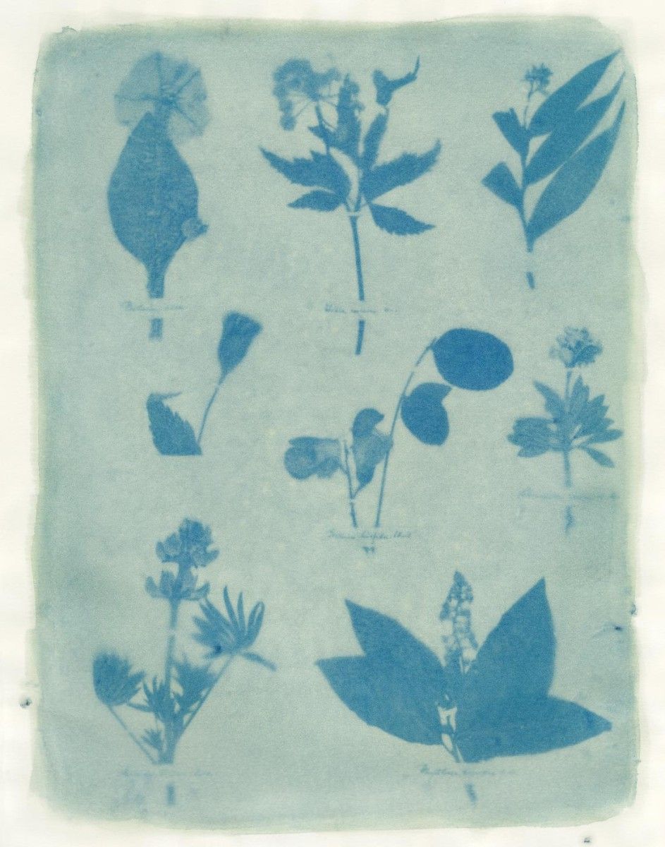Amanda Marchand & Leah Sobsey, Herbarium Plate 54 - Purple Pansy, 2023
