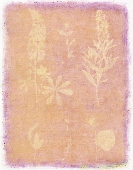 Amanda Marchand & Leah Sobsey, Herbarium Plate 13 - Purple Common Foxglove, 2023